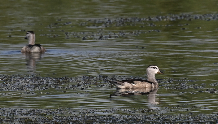 罕見！“世界最小鴨子”現身白馬湖